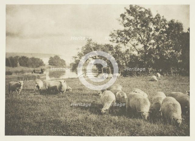 A Study of Sheep, c. 1880/90, printed April 1890. Creator: J. B. B. Wellington.