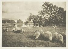 A Study of Sheep, c. 1880/90, printed April 1890. Creator: J. B. B. Wellington