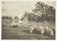 A Study of Sheep, c. 1880/90, printed April 1890. Creator: J. B. B. Wellington
