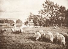 A Study Of Sheep, Printed 1889-1891. Creator: J. B. B. Wellington