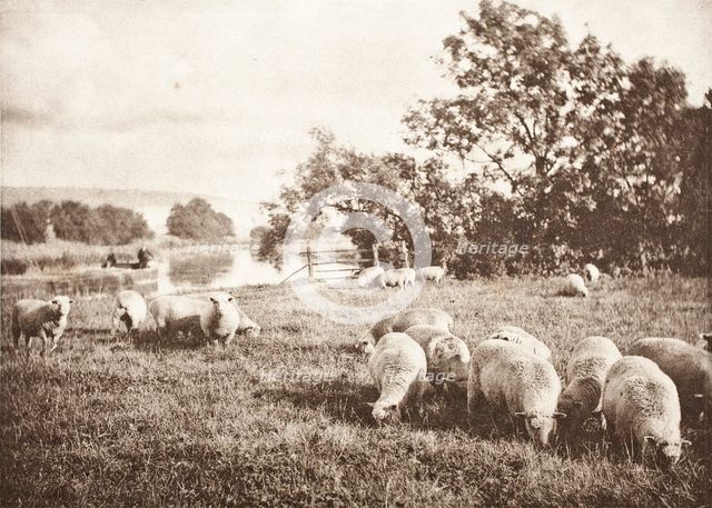 A Study Of Sheep, Printed 1889-1891. Creator: J. B. B. Wellington.