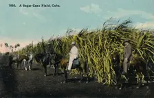 A Sugar Cane Field, Cuba 1912. Creator: Unknown