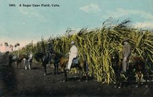 A Sugar Cane Field, Cuba 1912. Creator: Unknown