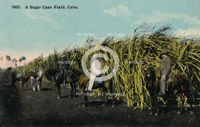 'A Sugar Cane Field, Cuba', 1912. Creator: Unknown.