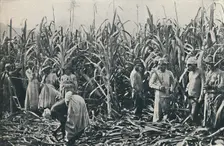 A Sugar Cane Plantation 1916. Artist: Valentine & Sons