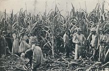 A Sugar Cane Plantation 1916. Artist: Valentine & Sons