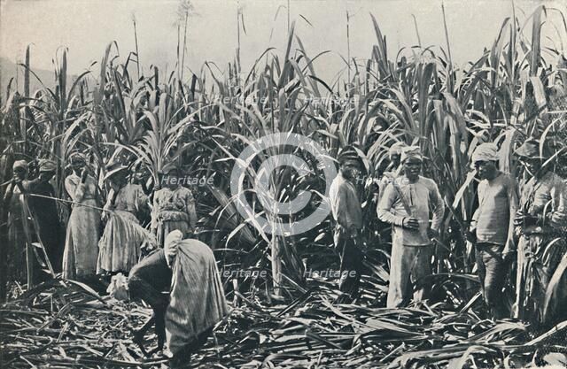'A Sugar Cane Plantation', 1916. Artist: Valentine & Sons.
