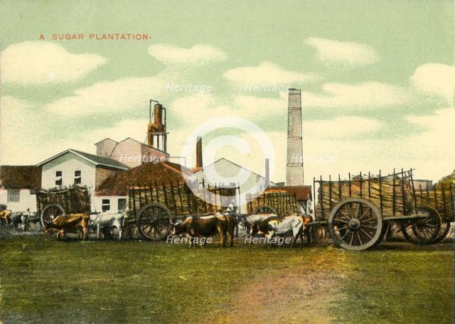 'A Sugar Plantation', Cuba.  Creator: Unknown.