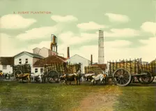 A Sugar Plantation Cuba. Creator: Unknown
