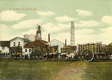 A Sugar Plantation Cuba. Creator: Unknown