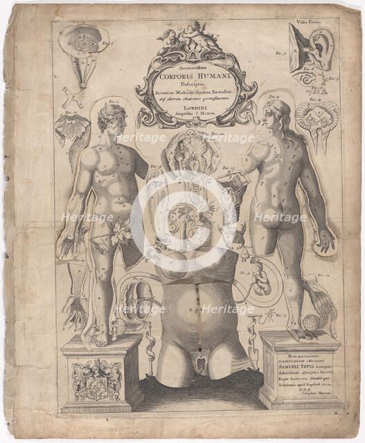 A Survey of the Microcosme or the Anatomie of the Bodies of Man and Woman wherein the Skin..., 1675. Creator: Johann Remmelin.