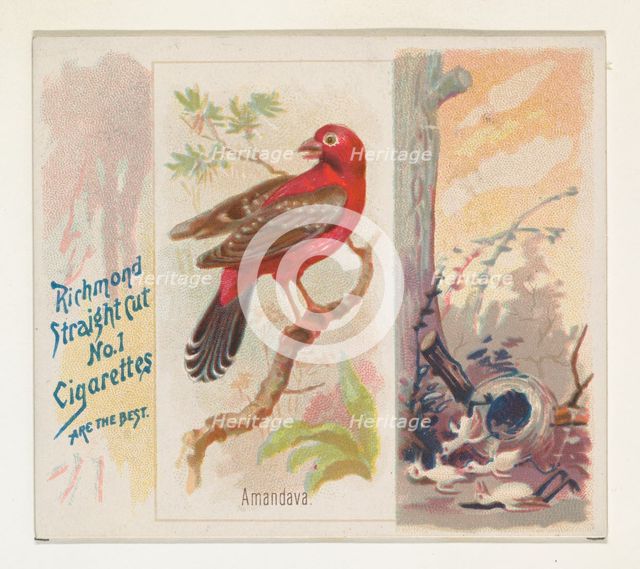Amandava, from the Song Birds of the World series (N42) for Allen & Ginter Cigarettes, 1890. Creator: Allen & Ginter.