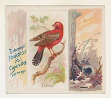 Amandava, from the Song Birds of the World series (N42) for Allen & Ginter Cigarettes, 1890. Creator: Allen & Ginter
