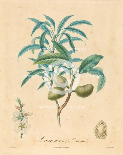 Amandier a feuilles de saulle. Creator: Unknown.