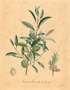 Amandier de la Georgie. Creator: Unknown