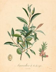 Amandier de la Georgie. Creator: Unknown