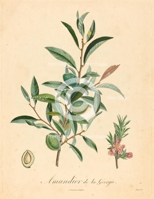 Amandier de la Georgie. Creator: Unknown.