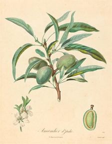 Amandier d'Italie. Creator: Unknown