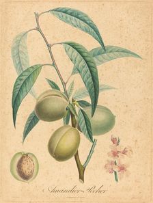 Amandier - Pecher. Creator: Unknown