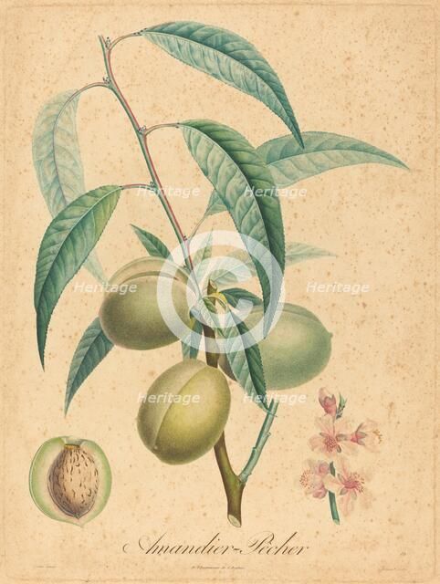 Amandier - Pecher. Creator: Unknown.