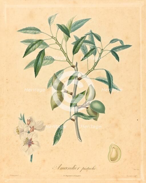 Amandier pistache. Creator: Unknown.