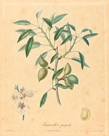 Amandier pistache. Creator: Unknown