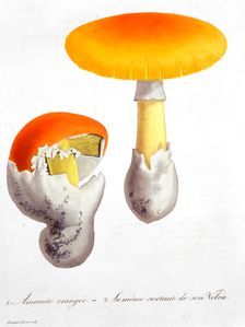 Amanita Caesaria (Caesar's Mushroom), 1821. Creator: LFJ Hoquart