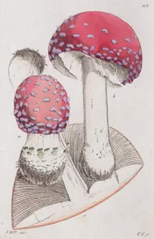 Amanita muscaria, 1804-1811. Creator: Johan Wilhelm Palmstruch