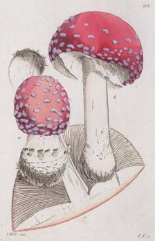 Amanita muscaria, 1804-1811. Creator: Johan Wilhelm Palmstruch
