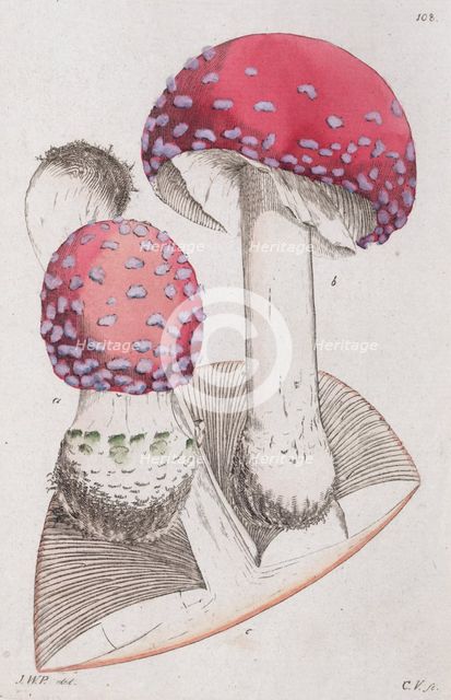Amanita muscaria, 1804-1811. Creator: Johan Wilhelm Palmstruch.
