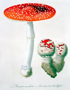 Amanita Muscaria (Fly Agaric), 1821. Creator: LFJ Hoquart