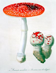 Amanita Muscaria (Fly Agaric), 1821. Creator: LFJ Hoquart