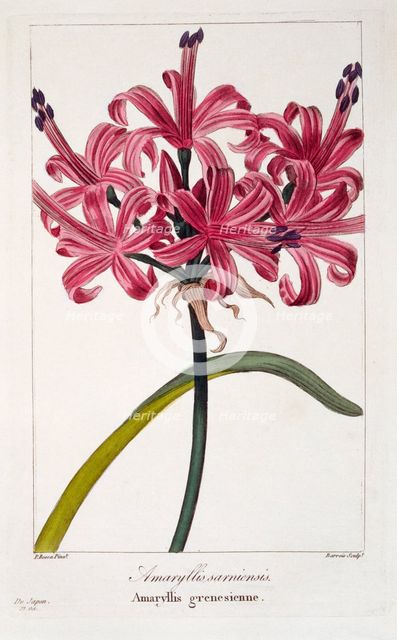 Amaryllis (A. sarniensis),  pub. 1836. Creator: Panacre Bessa (1772-1846).