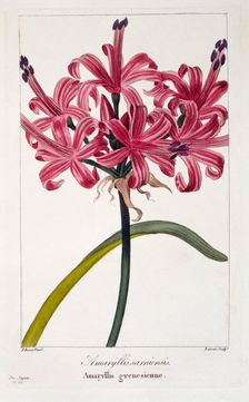 Amaryllis (A. sarniensis), pub. 1836. Creator: Panacre Bessa (1772-1846)