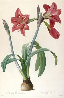 Amaryllis brasiliensis (Brazilian Amaryllis). Creator: Redouté, Pierre-Joseph (1759-1840)