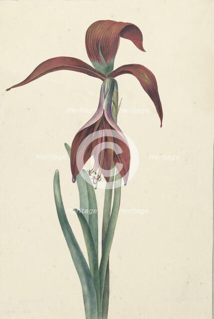 Amaryllis Formosissima, 1817. Creator: CJ Kruimel.