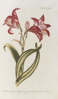 Amaryllis. From the Gardeners Dictionary, 1768. Creator: Miller, Philip (1691-1771)