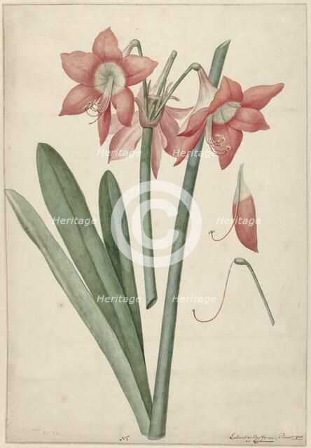 Amaryllis Haworthia Margaritiferas, 1737. Creator: Vincent Laurentsz. van der Vinne II.