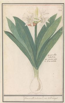 Amaryllis (Hippeastrum), 1596-1610. Creators: Anselmus de Boodt, Elias Verhulst