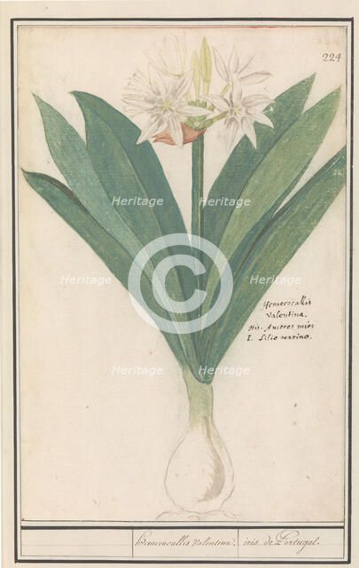 Amaryllis (Hippeastrum), 1596-1610. Creators: Anselmus de Boodt, Elias Verhulst.