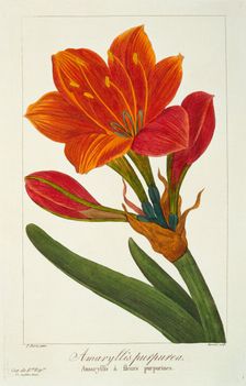 Amaryllis Purpurea, pub. 1836. Creator: Panacre Bessa (1772-1846)