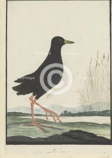 Amaurornis flavirostra (Black crake), 1777-1786. Creator: Robert Jacob Gordon.