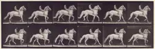 Ambling, (single foot), 1872-1885. Creator: Eadweard J Muybridge