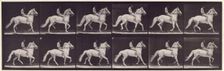 Ambling, (single foot), 1872-1885. Creator: Eadweard J Muybridge