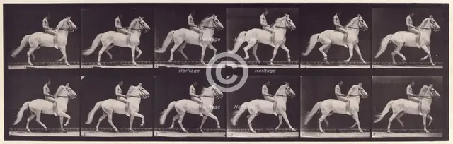 Ambling, (single foot), 1872-1885.  Creator: Eadweard J Muybridge.