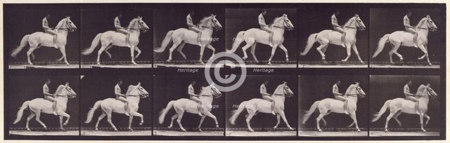Ambling, (single foot), 1872-1885.  Creator: Eadweard J Muybridge.