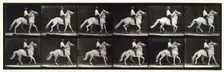 Ambling, (single foot), 1872-1885. Creator: Eadweard J Muybridge