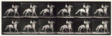 Ambling, (single foot), 1872-1885. Creator: Eadweard J Muybridge