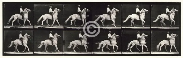 Ambling, (single foot), 1872-1885.  Creator: Eadweard J Muybridge.