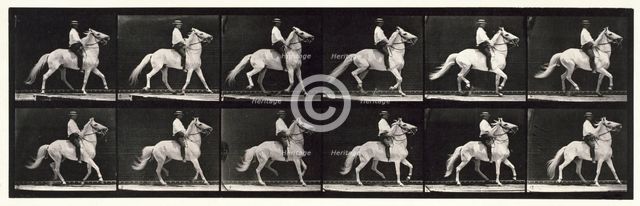 Ambling, (single foot), 1872-1885.  Creator: Eadweard J Muybridge.
